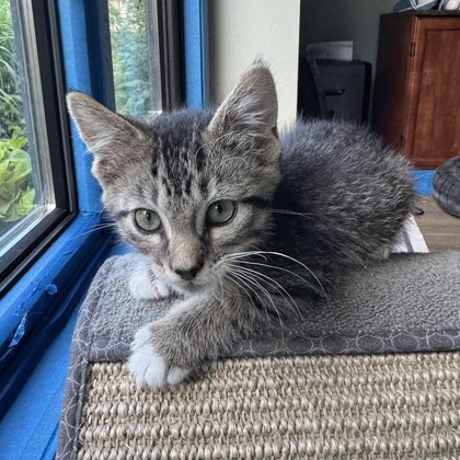 Louie