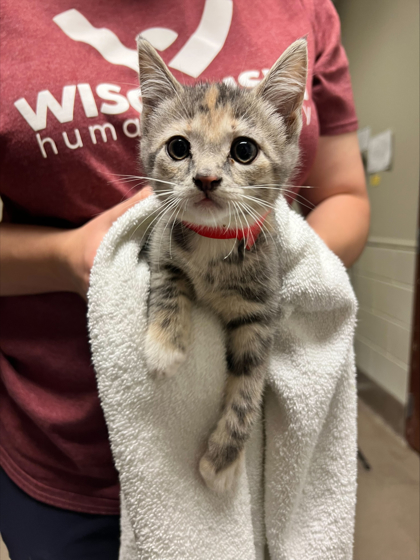 Mittens