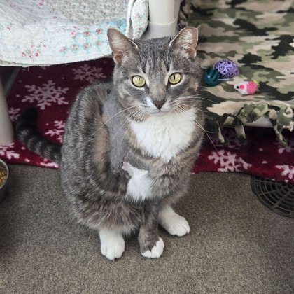 Smokey - Volunteer Pick!