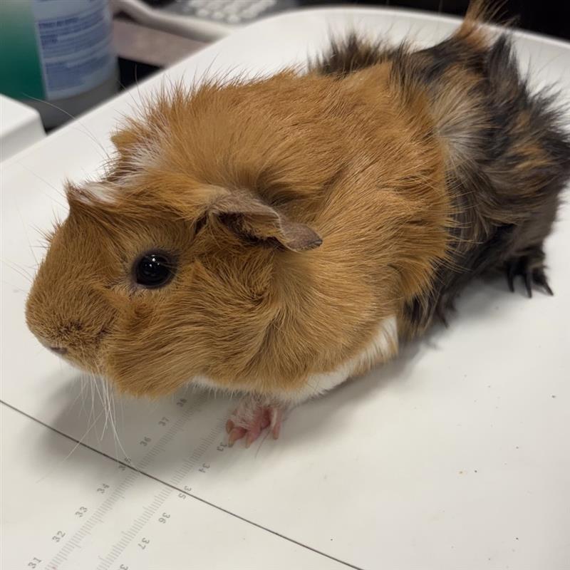 Cheddar