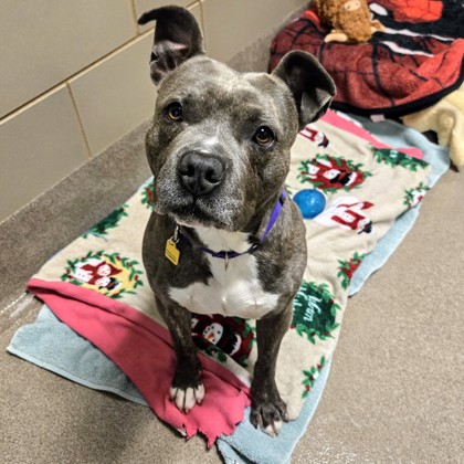 Boomer - Benchwarmer-Volunteer Pick!
