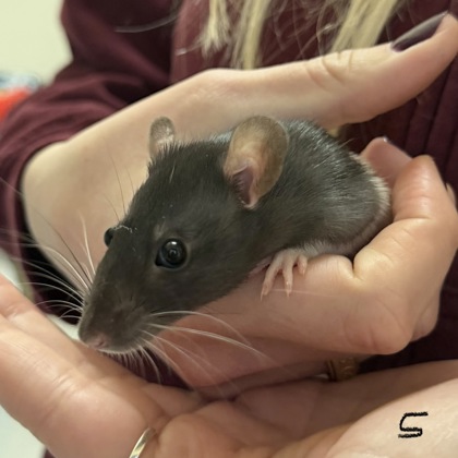 Gleam - Required Pair!