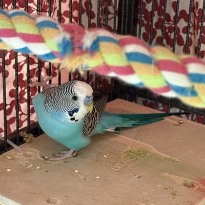 Peep