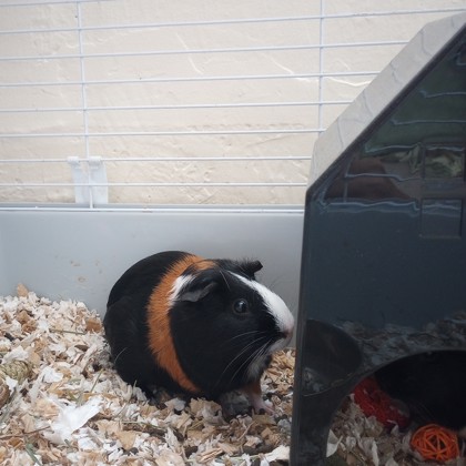 Snickers - Required Pair!