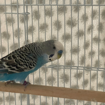 Blu