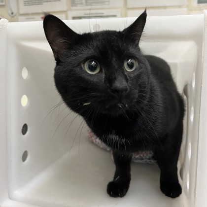 Jiji