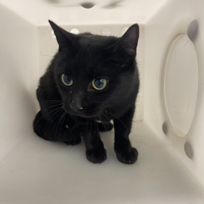 Zippy - Adoption Hold!