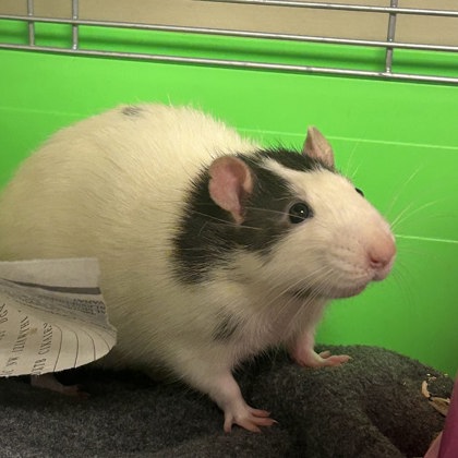 Templeton