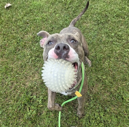 Nala
