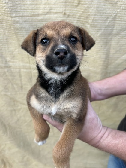 Hazel - Available Sat. Jan. 31 @ 10am