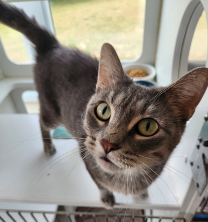 Kitty