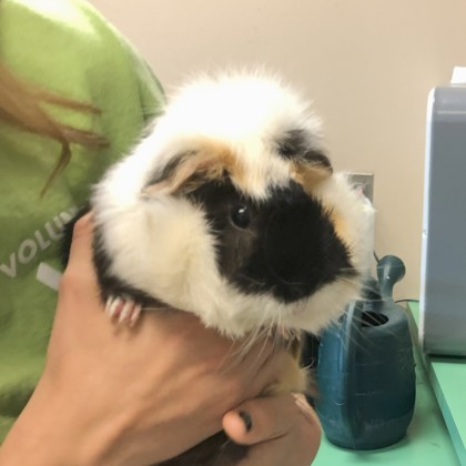 Peppino