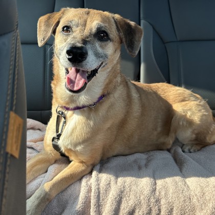 Sophie-Volunteer Pick!
