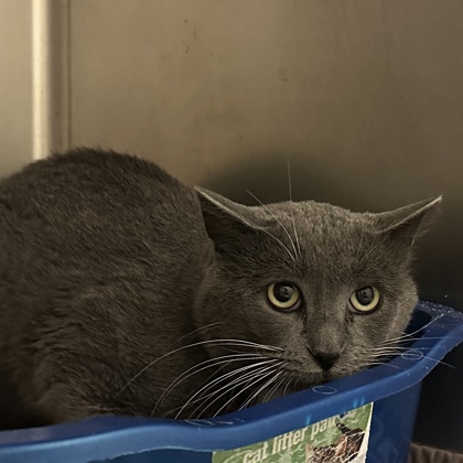 Cumulonimbus - Working Cat!