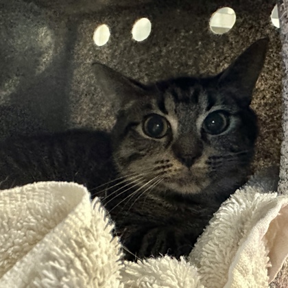 Milo