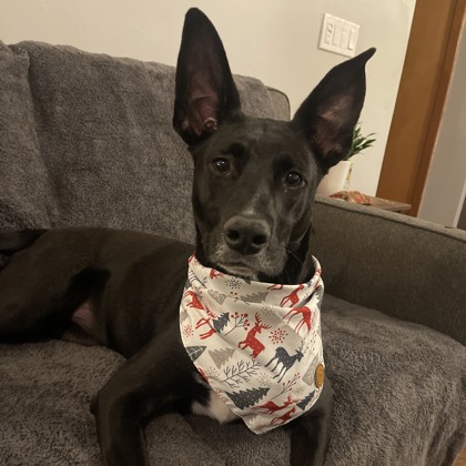 Bacon - Benchwarmer!