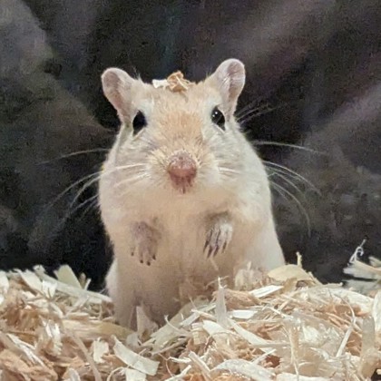 Muffin - Required Pair!