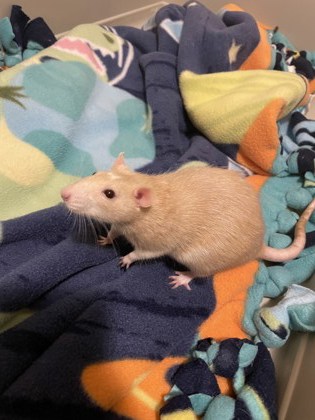 Hazel