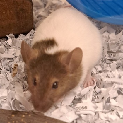 Amelia