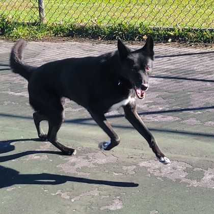 Maya