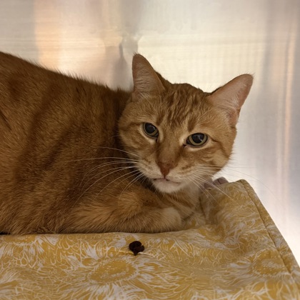 Eddie