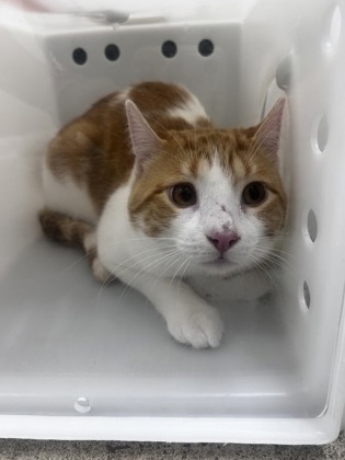 Georgie