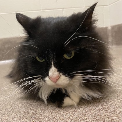 Raptor - Required Couple!