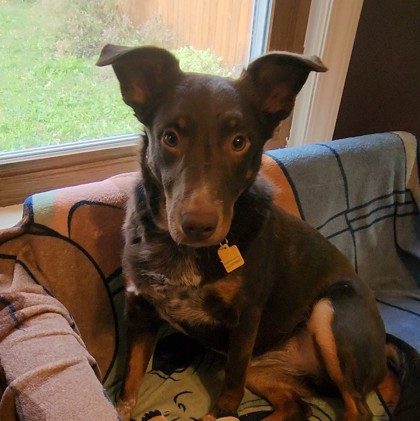 Rosewood - Benchwarmer!