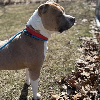 Bagel - Benchwarmer!