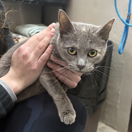 "Mermaid" - Adoption Hold!