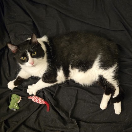 Oreo