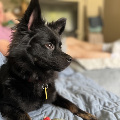 Lucky - Adoption Hold