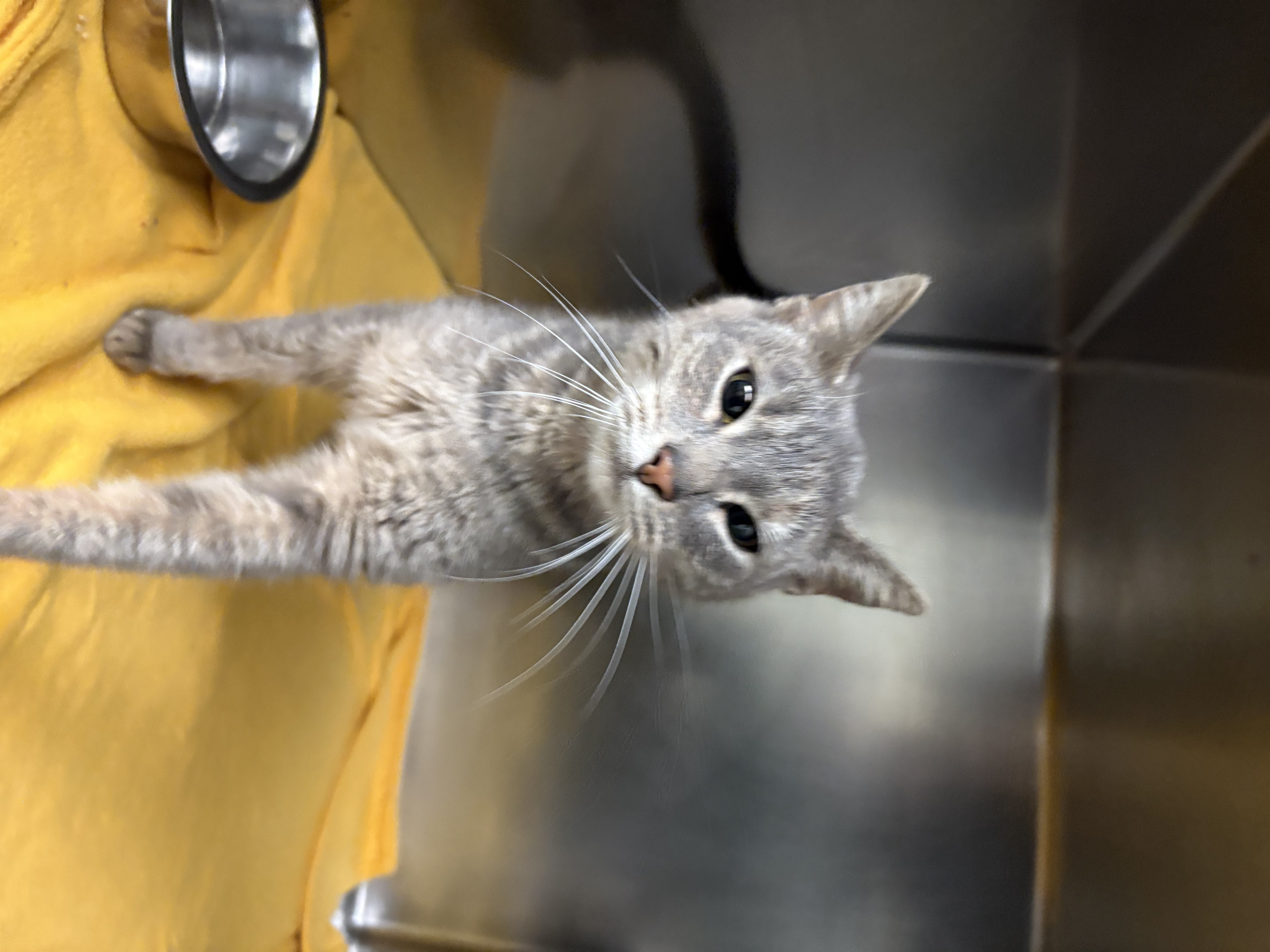 "Listen Linda" - Adoption Hold!