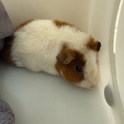 Daisy