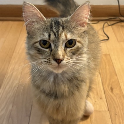 Nala