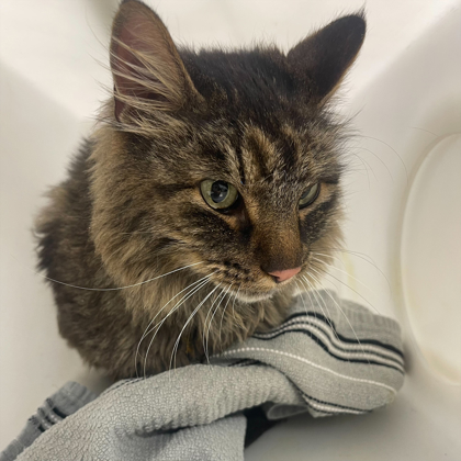 "Donut" - Adoption Hold!