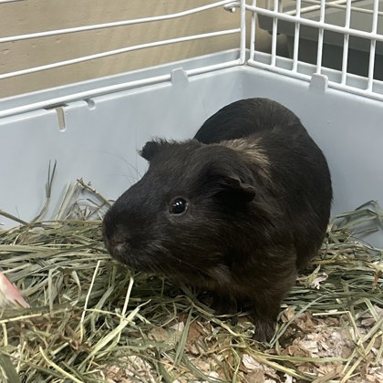 Kit Kat
