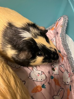 Pixie
