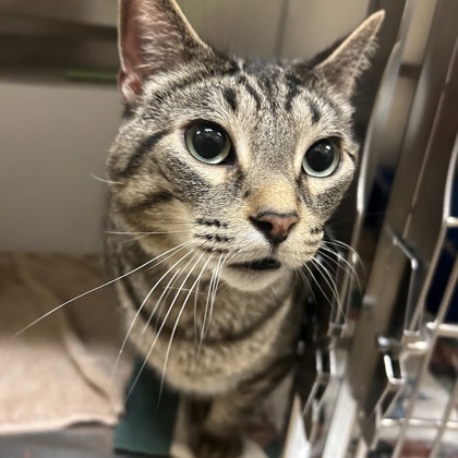 Neville-Required couple w/Luna