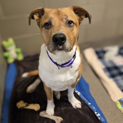 Phoebe - Volunteer Pick & Benchwarmer!