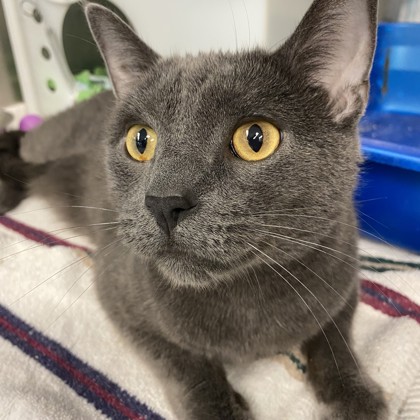 Milo