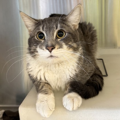 "Nellie"- Adoption hold!