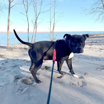 Bully - Benchwarmer!