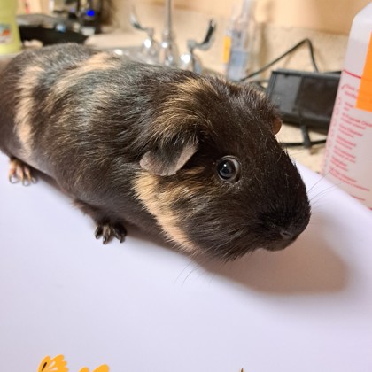 Pepper
