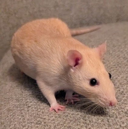 Luna