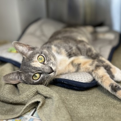 Nala