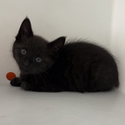 Cinder