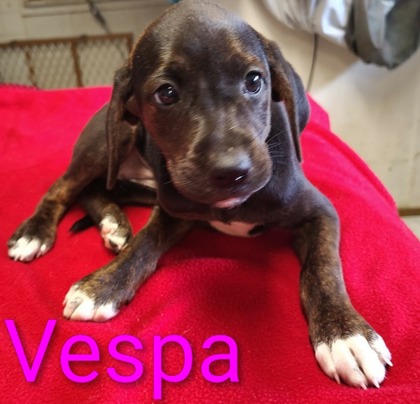 Vespa
