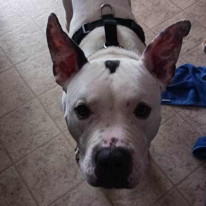 Gummy - Benchwarmer!