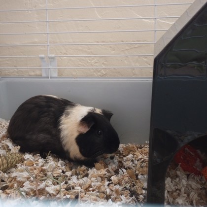 Otto - Required Pair!
